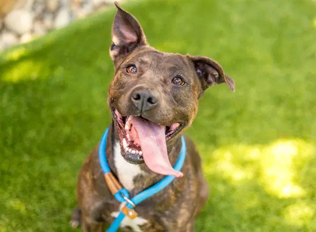 Diamond - American Pit Bull Terrier