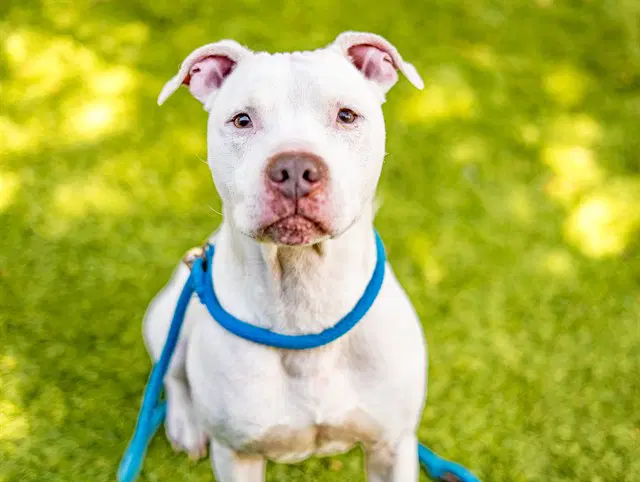 Lucky - Pit Bull Terrier