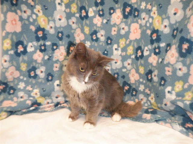 Mimi
