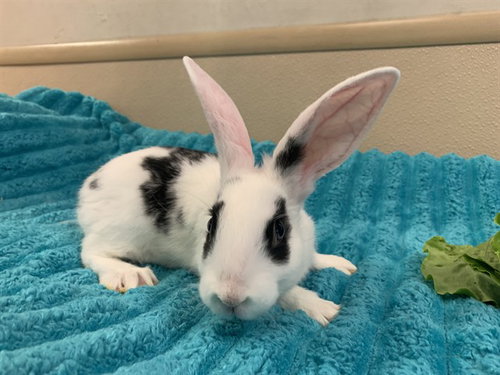 PO, a rabbit for adoption from San Jose Animal Care Center