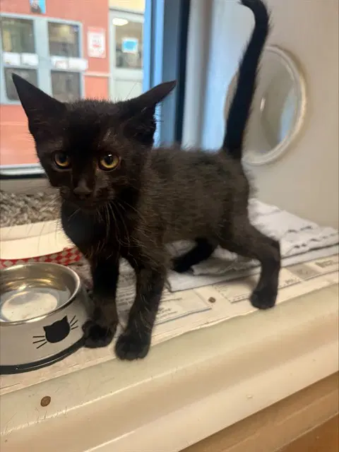 Hallie - Domestic Short Hair