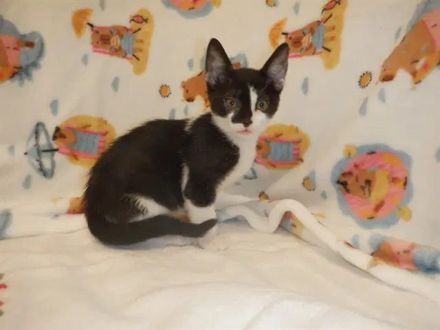 Farty Mcfartypants - Domestic Short Hair