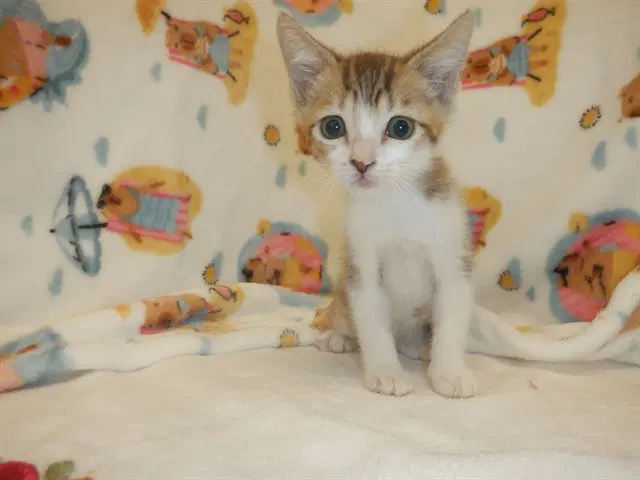 Pinkie - Domestic Short Hair
