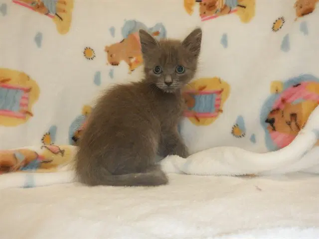Newburt - Domestic Short Hair
