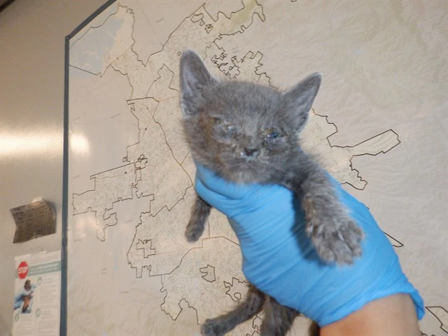 Simon