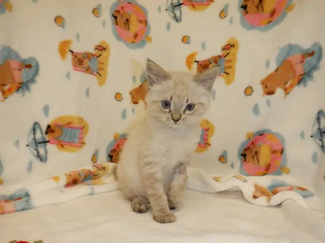 Uva - Siamese
