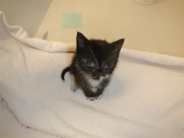 Blueberry image 1