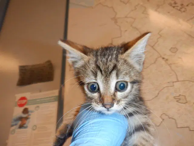 Bowser - Domestic Short Hair