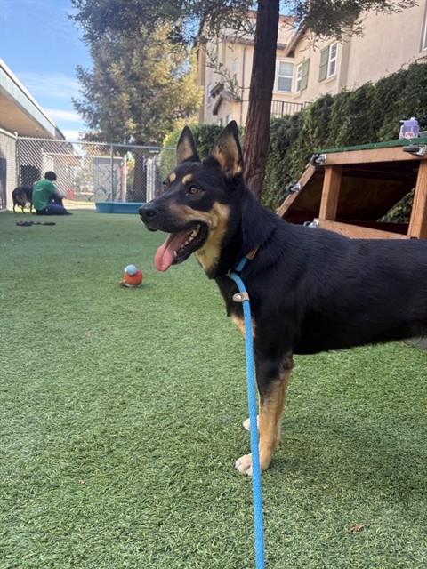 Maya