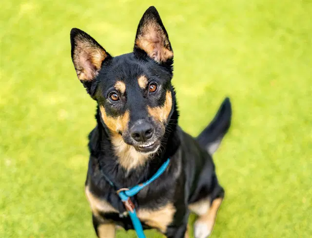 Maya - German Shepherd Dog