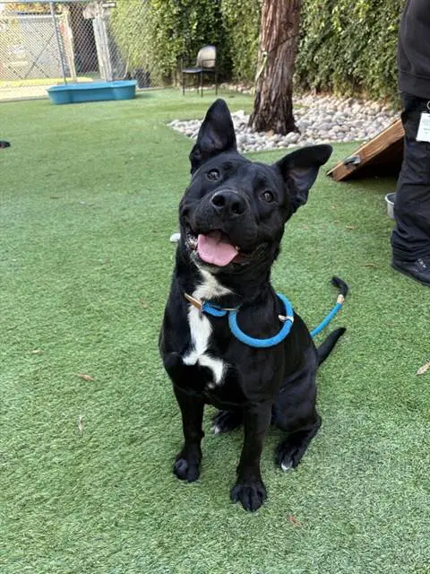 Goobear - Pit Bull Terrier