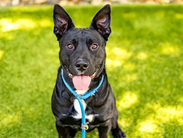 Goobear - Pit Bull Terrier