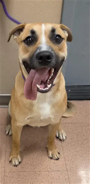 Curly Fry - Pit Bull Terrier