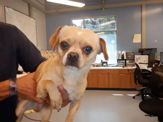 Canelo - Chihuahua