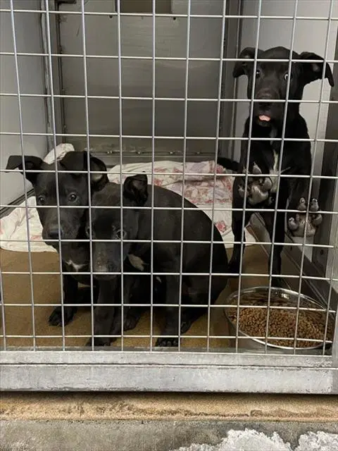 Unknown - Pit Bull Terrier