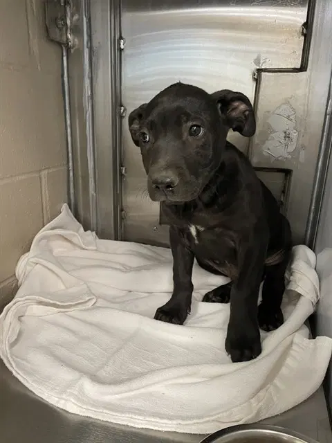 Unknown - Pit Bull Terrier