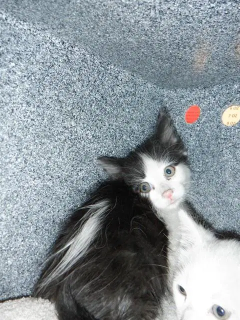 Cody image 1