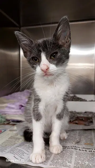 Comet - Domestic Short Hair