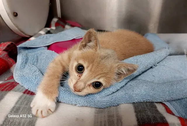 Bubble Wrap - Domestic Short Hair