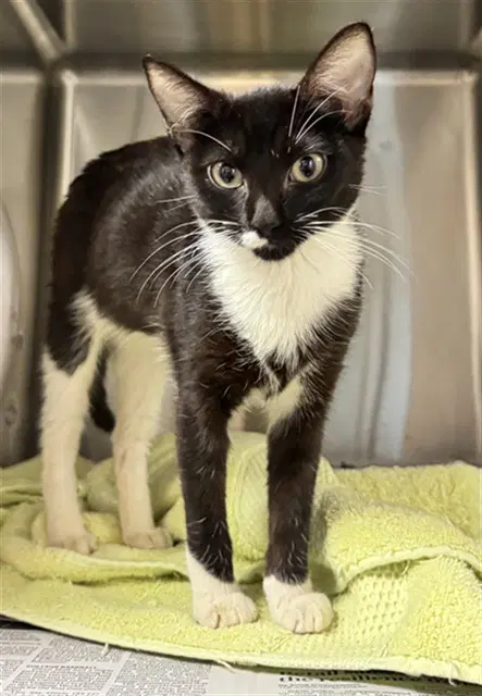 Fudge - Domestic Short Hair
