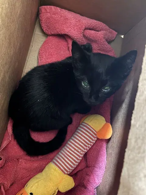 Bugsie - Domestic Short Hair