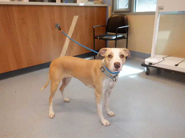 Unknown - Pit Bull Terrier