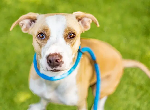 Lady Barkington - Pit Bull Terrier
