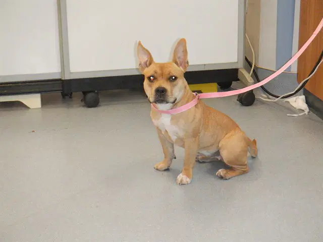 Nala - American Staffordshire Terrier