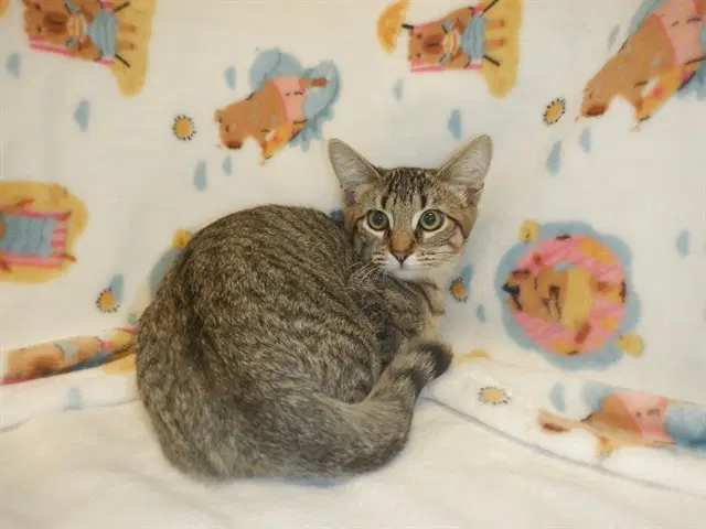 Unknown - Domestic Short Hair