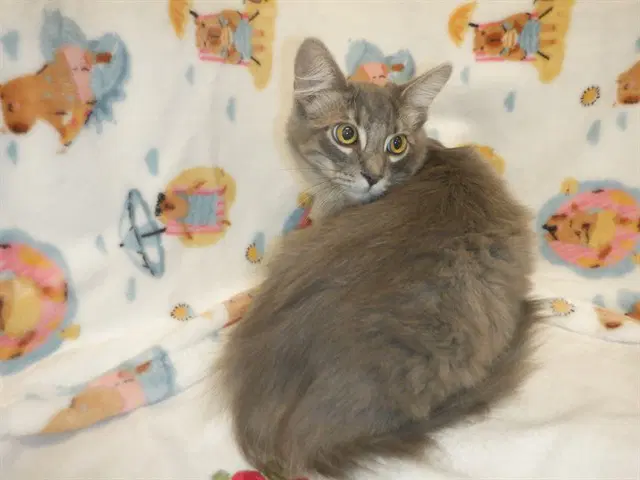 Unknown - Domestic Long Hair