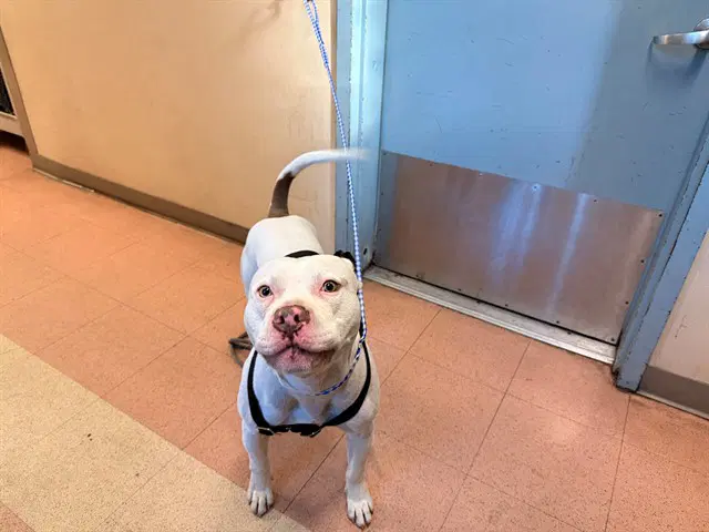 Spencer - Pit Bull Terrier
