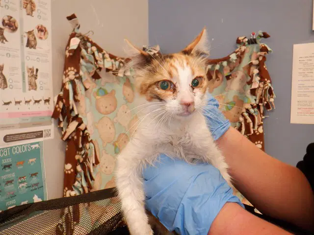 Mangosteen - Domestic Short Hair