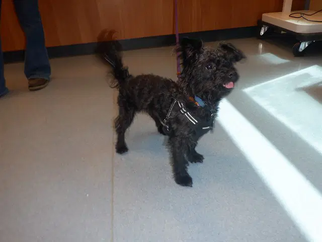Bentley - Poodle (Miniature)