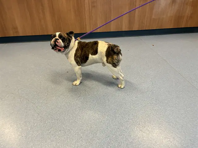 Tank - French Bulldog