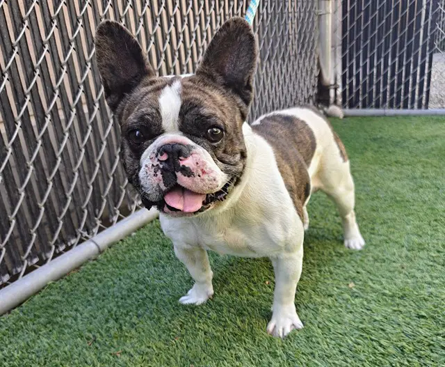 Tank - French Bulldog