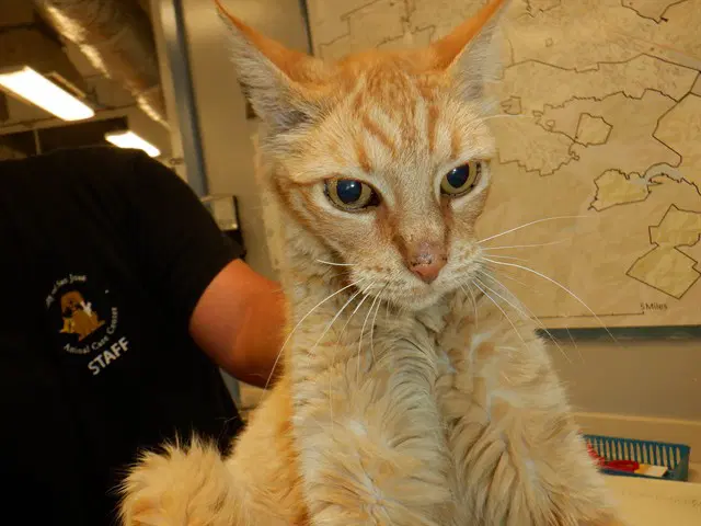Big Bird - Domestic Short Hair