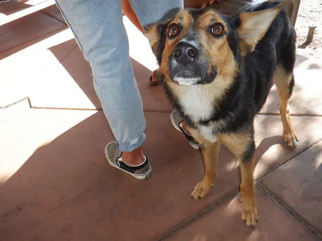 Reggie - Australian Cattle Dog/Blue Heeler