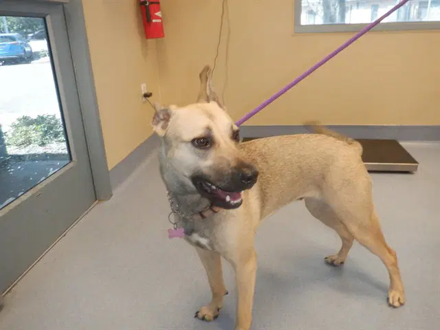 Lady - German Shepherd Dog
