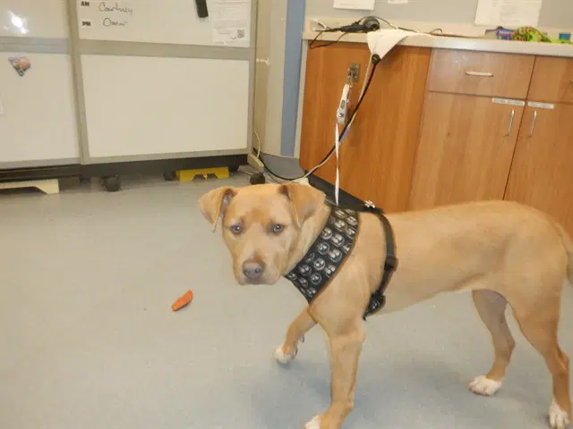 Paris - Pit Bull Terrier