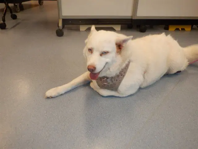 Luna - Siberian Husky