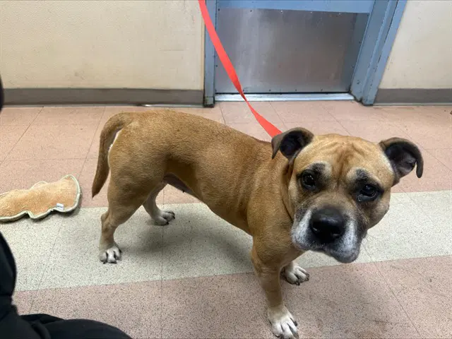Freya - American Bulldog