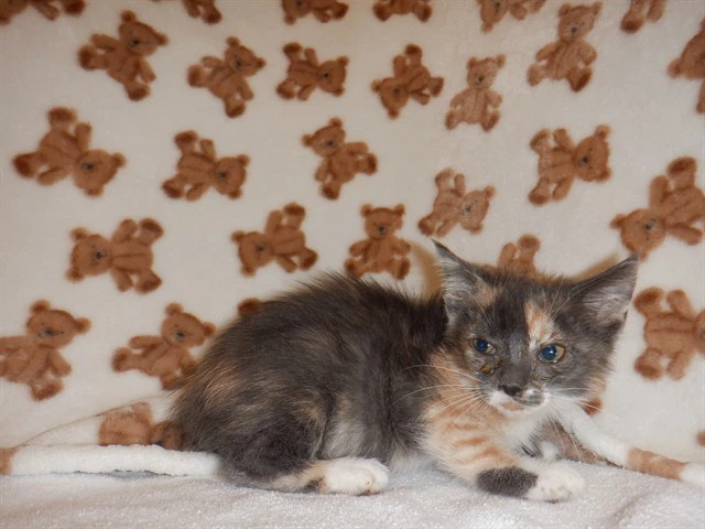 Tina
