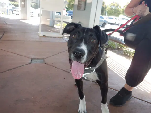 Zagreus - Pit Bull Terrier