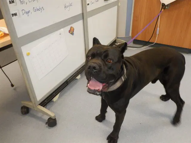 Troy Barrett - Cane Corso Mastiff