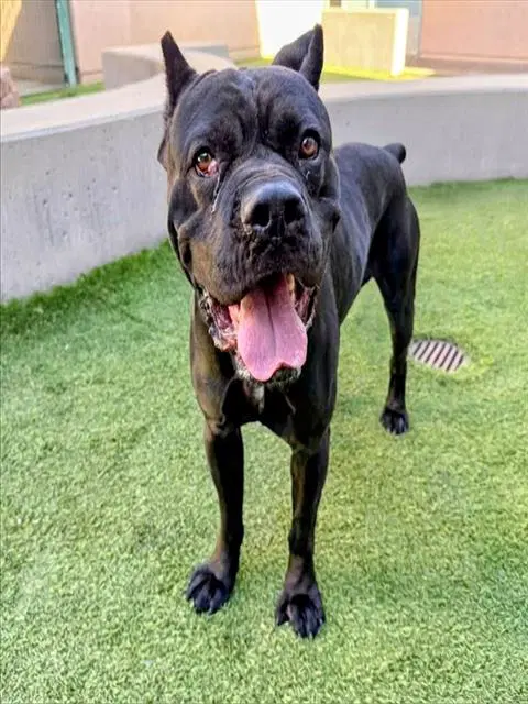 Troy Barrett - Cane Corso Mastiff