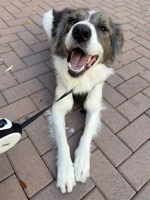 Daliah - Australian Shepherd
