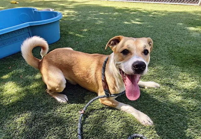 Macklin Celebrini - Pit Bull Terrier