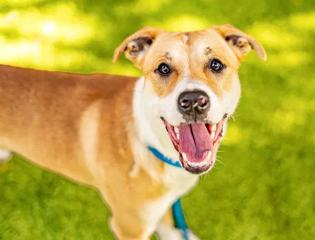 Macklin Celebrini - Pit Bull Terrier