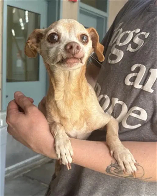 Super Grover - Chihuahua