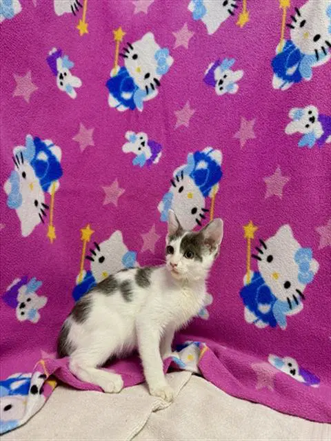 Nina - Domestic Short Hair